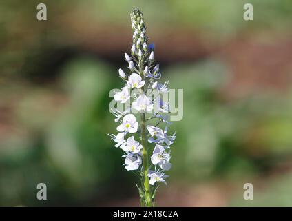 Genzian speedwell, Genzian speedwell (Veronica gentianoides) Renania settentrionale-Vestfalia, Germania Foto Stock