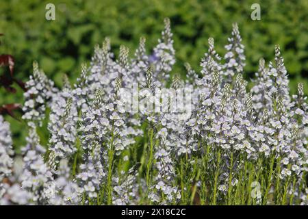 Genzian speedwell, Genzian speedwell (Veronica gentianoides) Renania settentrionale-Vestfalia, Germania Foto Stock