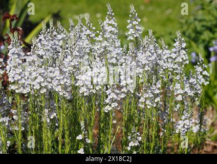 Genzian speedwell, Genzian speedwell (Veronica gentianoides) Renania settentrionale-Vestfalia, Germania Foto Stock