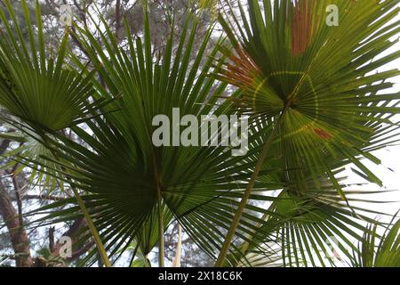 Foglie verdi e gialle di palma. Vista dal basso. Foto Stock