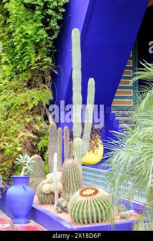 Jardin Majorelle, giardino botanico di Marrakech, collezione di cactus in pentole blu di fronte a una parete blu brillante di un giardino, Marrakech, Marocco Foto Stock