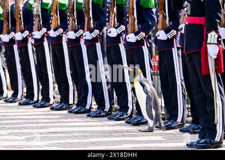 Una Guardia d'Onore per Sir Nils Olav - il pinguino re più famoso del mondo - come viene promosso in una prestigiosa cerimonia di premiazione allo Zoo di Edimburgo Foto Stock