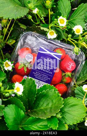 Sergei Kaminski, Soft Fruit Manager, Geddes Farms Geddes Farms, uno dei maggiori coltivatori di fragole e cereali in Scozia, ha lavorato al Foto Stock