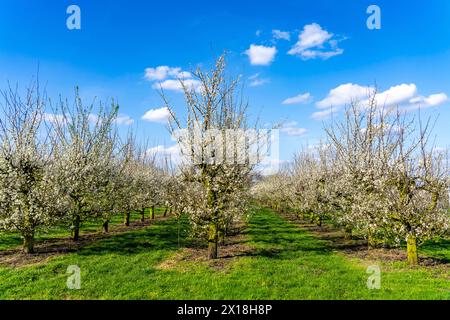 Fattoria di frutta vicino a Bottrop-Kirchhellen, meli in fiore, NRW, Germania Foto Stock