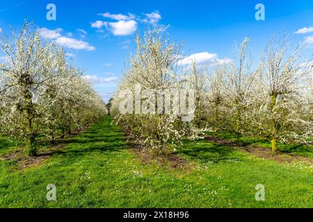 Fattoria di frutta vicino a Bottrop-Kirchhellen, meli in fiore, NRW, Germania Foto Stock