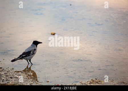 Corvo solitario grigio con ali nere in piedi sulla spiaggia in acqua. Bagliore sull'acqua. Tempo coperto a Tallinn. Autunno. Foto di alta qualità Foto Stock