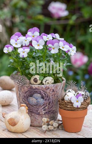 arrangiamento pasquale con fiori viola rosa e bianco in pentola e pollo pasquale Foto Stock