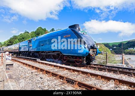 Regno Unito, Inghilterra, Devon, LNER A4 Pacific "Bittern" diretto al Torbay Express verso Kingswear Station nell'agosto 2012 Foto Stock