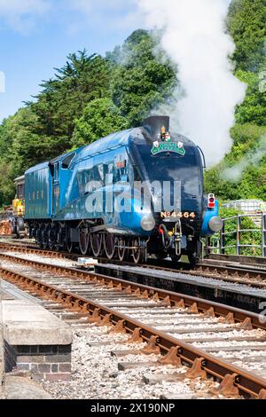 Regno Unito, Inghilterra, Devon, LNER A4 Pacific "Bittern" in visita alla stazione di Kingswear sulla Dartmouth Steam Railway Foto Stock