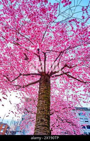 Gli alberi rosa sakura in fiore, splendida sorgente a Lugano, Svizzera Foto Stock