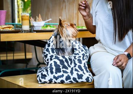 Piccolo cane alla moda in un portabagagli alla moda accanto a una donna vestita elegantemente in un'area pranzo all'aperto Foto Stock