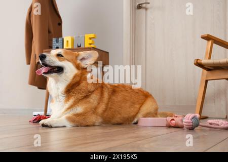 Carino cane Corgi con diversi giocattoli per animali domestici e ciotola per il cibo sdraiato sul pavimento a casa Foto Stock