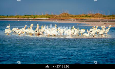 Un gruppo di pellicani sulla spiaggia nel Fort DeSoto County Park a St. Petersburg, Florida. Foto Stock