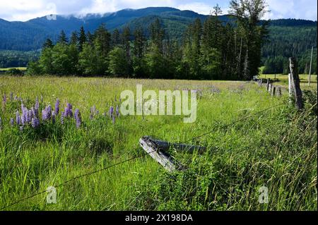 In campagna, nello stato di Washington, con recinzioni, fiori di lupino, sempreverdi, e montagne sullo sfondo. Foto Stock