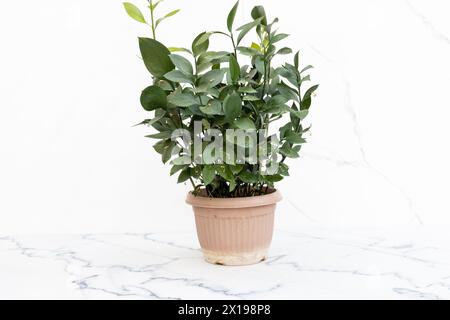 Ruscus falsi foglie piantano nel primo piano della pentola Foto Stock