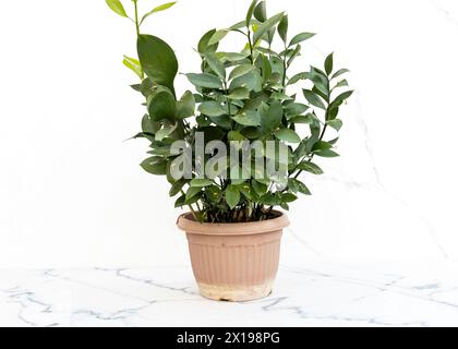 Ruscus comunemente conosciuto come la scopa di macelleria Foto Stock