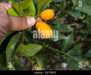 Frutta matura kumquat nel primo piano dell'albero Foto Stock