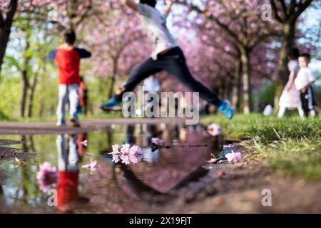 Blühende Zierkirschen entlang des Mauerwegs auf dem ehemaligen Mauerstreifen nahe der Bornholmer Straße a Berlino. / Ciliegie ornamentali in fiore lungo il Wall Trail, nell'ex Wall strip vicino a Bornholmer Strasse a Berlino. Fotografia istantanea/K.M.Krause *** ciliegie ornamentali in fiore lungo il Wall Trail nell'ex Wall strip vicino a Bornholmer Strasse a Berlino ciliegie ornamentali in fiore lungo il Wall Trail nell'ex Wall strip vicino a Bornholmer Strasse a Berlino fotografia istantanea K M Krause Foto Stock