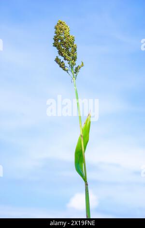 Sorgo bicolor (Cantel, gandrung, miglio grande, mais di broomcorn, faraona). Il grano trova impiego come cibo umano, e per produrre liquori, mangimi per animali Foto Stock