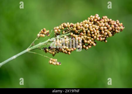 Sorgo bicolor (Cantel, gandrung, miglio grande, mais di broomcorn, faraona). Il grano trova impiego come cibo umano, e per produrre liquori, mangimi per animali Foto Stock