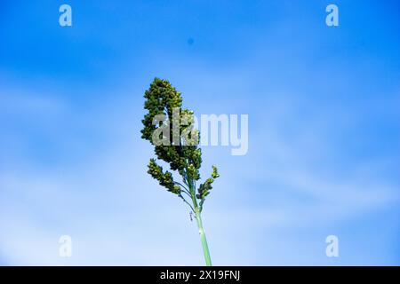 Sorgo bicolor (Cantel, gandrung, miglio grande, mais di broomcorn, faraona). Il grano trova impiego come cibo umano, e per produrre liquori, mangimi per animali Foto Stock