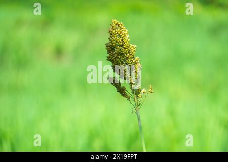 Sorgo bicolor (Cantel, gandrung, miglio grande, mais di broomcorn, faraona). Il grano trova impiego come cibo umano, e per produrre liquori, mangimi per animali Foto Stock