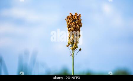 Sorgo bicolor (Cantel, gandrung, miglio grande, mais di broomcorn, faraona). Il grano trova impiego come cibo umano, e per produrre liquori, mangimi per animali Foto Stock