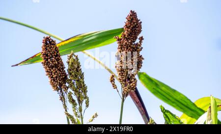 Sorgo bicolor (Cantel, gandrung, miglio grande, mais di broomcorn, faraona). Il grano trova impiego come cibo umano, e per produrre liquori, mangimi per animali Foto Stock