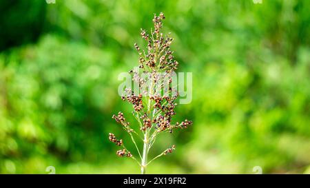 Sorgo bicolor (Cantel, gandrung, miglio grande, mais di broomcorn, faraona). Il grano trova impiego come cibo umano, e per produrre liquori, mangimi per animali Foto Stock