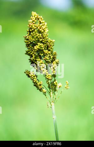 Sorgo bicolor (Cantel, gandrung, miglio grande, mais di broomcorn, faraona). Il grano trova impiego come cibo umano, e per produrre liquori, mangimi per animali Foto Stock