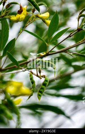 Pigeon Pea (Gude, kacang gude, kacang kayo, kacang bali, Cajanus cajan, red gram, tur, pwa kongo, gungo piselli) foglie Foto Stock