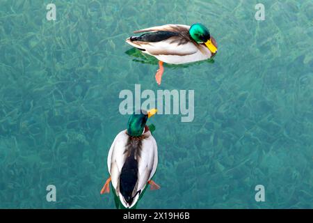 Anatre sul Lago di Garda Foto Stock