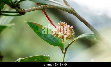 Medinilla speciosa (Parijata, Parijoto, uva asiatica Showy). Il frutto contiene livelli significativi di antiossidanti e beta-carotene Foto Stock