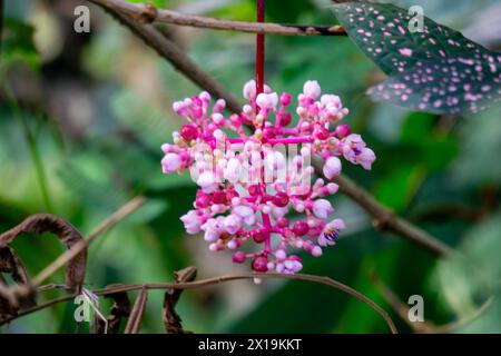 Medinilla speciosa (Parijata, Parijoto, uva asiatica Showy). Il frutto contiene livelli significativi di antiossidanti e beta-carotene Foto Stock