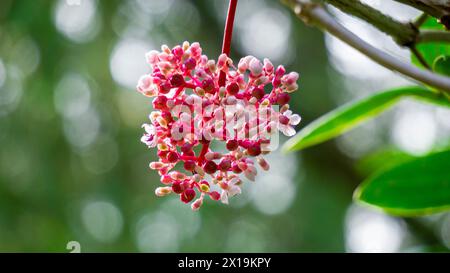 Medinilla speciosa (Parijata, Parijoto, uva asiatica Showy). Il frutto contiene livelli significativi di antiossidanti e beta-carotene Foto Stock