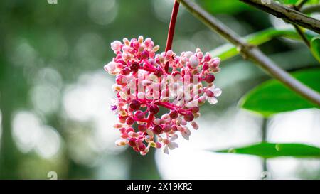 Medinilla speciosa (Parijata, Parijoto, uva asiatica Showy). Il frutto contiene livelli significativi di antiossidanti e beta-carotene Foto Stock