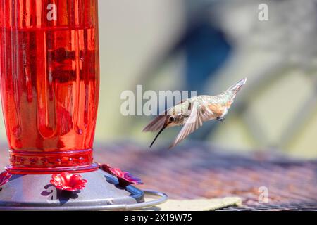 Allen's Hummingbird Female Approach Feeder Foto Stock