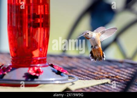 Allen Hummingbird femmina alimentatore a Foto Stock