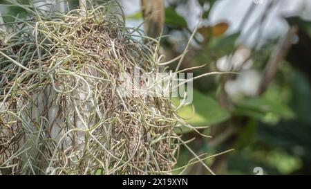 Il muschio spagnolo o radice di musa è una pianta in fiore che spesso cresce su grandi alberi Foto Stock