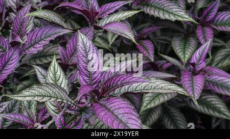 Strolithes dyeriana, il colore viola e la consistenza unica delle foglie, è molto bella Foto Stock