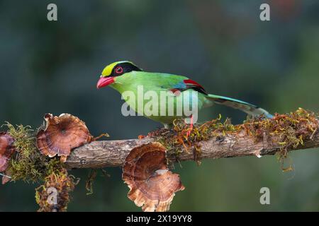 Latpanchar, distretto di Darjeeling nel Bengala Occidentale, India. Magpie verdi comuni, Cissa chinensis Foto Stock