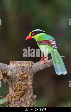 Latpanchar, distretto di Darjeeling nel Bengala Occidentale, India. Magpie verdi comuni, Cissa chinensis Foto Stock