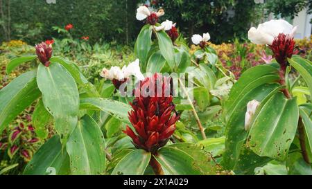 Costus speciosus o zenzero crepe (pacing tawar) nella foresta Foto Stock