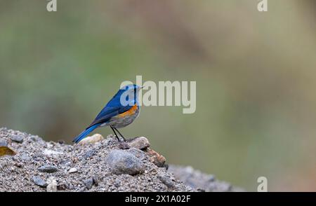 Il Neora Valley National Park è un parco nazionale, distretto di Kalimpong, Bengala Occidentale, India. L'Himalaya bluetail, chiamata anche Himalayan Red-flanked Bush-r Foto Stock
