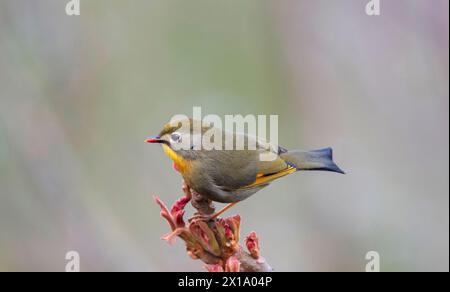 Il Neora Valley National Park è un parco nazionale, distretto di Kalimpong, Bengala Occidentale, India. Leiothrix lutea a becco rosso Foto Stock