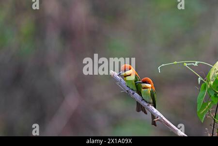 Parco nazionale di Manas, Assam, India. Mangia di api con testa di castagno, Merops leschenaulti Foto Stock