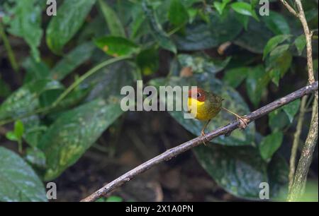 Riserva delle tigri di Buxa, Bengala Occidentale, India. Tesia con testa di castagno, Cettia castaneocoronata Foto Stock