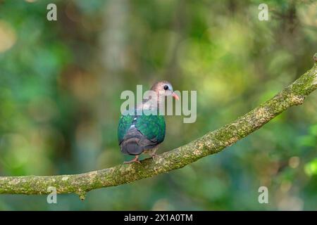 Riserva delle tigri di Buxa, Bengala Occidentale, India. Colomba smeraldo comune, Chalcophaps indica Foto Stock