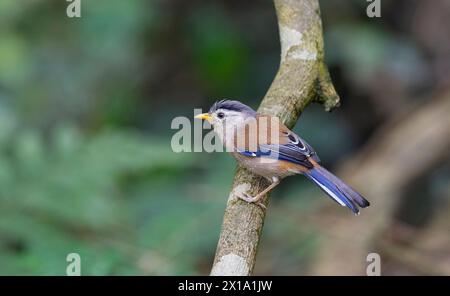 Buxa Tiger Reserve, Bengala Occidentale, India. Minla alata blu, Minla cyanouroptera Foto Stock