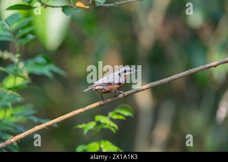 Riserva delle tigri di Buxa, Bengala Occidentale, India. Nuthatch con castagne, donna, Sitta cinnamoventris Foto Stock